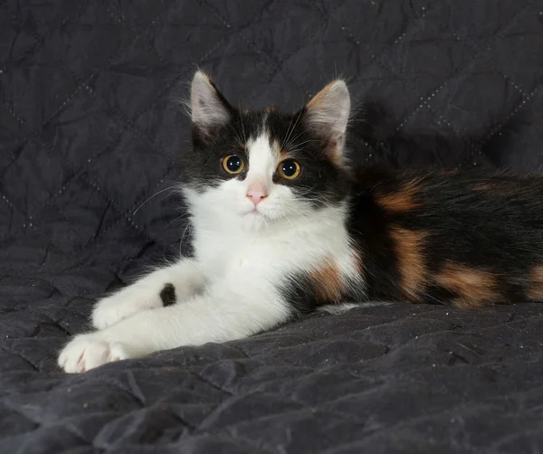 Tricolor kitten zittend op zwarte bedspread — Stockfoto