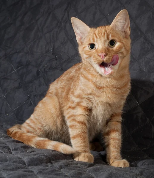 Gember kitten vergadering en likte op zwarte bedspread — Stockfoto