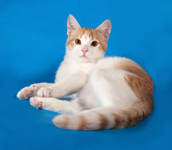 Белый и красный котенок, лежащий на голубом — стоковое фото