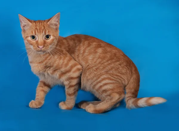 Ginger kitten sneaks on blue — Stock Photo, Image