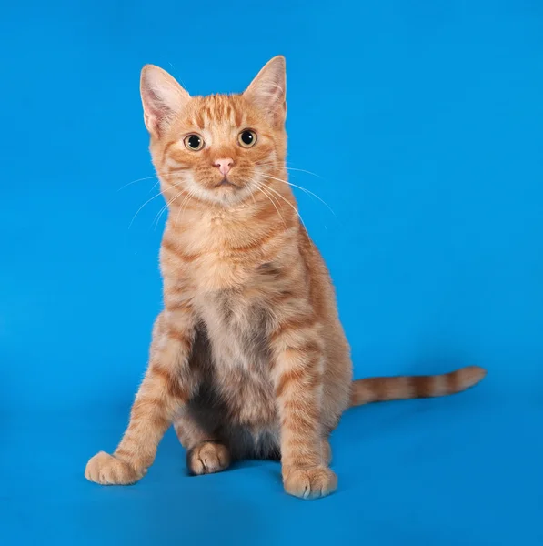 Ginger kattunge sitter på blå — Stockfoto