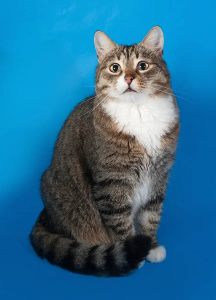 Tabby and white cat with sick eyes sitting on blue — Stock Photo, Image