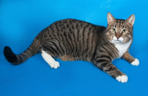 Tabby and white cat lying on blue — Stock Photo, Image