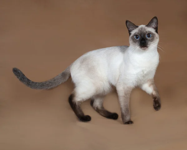 Thaise kat met blauwe ogen permanent op brown — Stockfoto