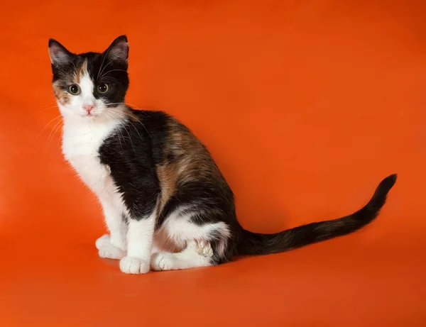 Tricolor puszysty kotek siedzi na pomarańczowo — Zdjęcie stockowe