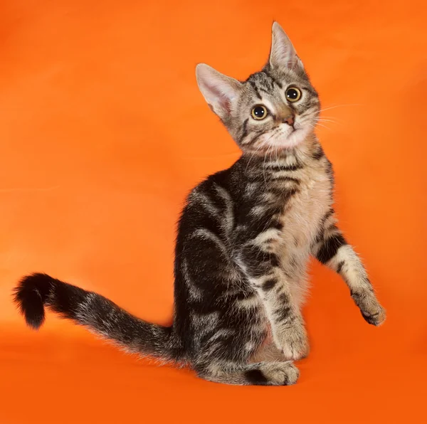 Randig kattunge sitter på orange — Stockfoto