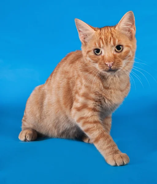 Ginger kattunge sitter på blå — Stockfoto