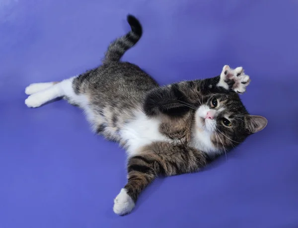 Branco e listrado manchado gato joga no azul — Fotografia de Stock