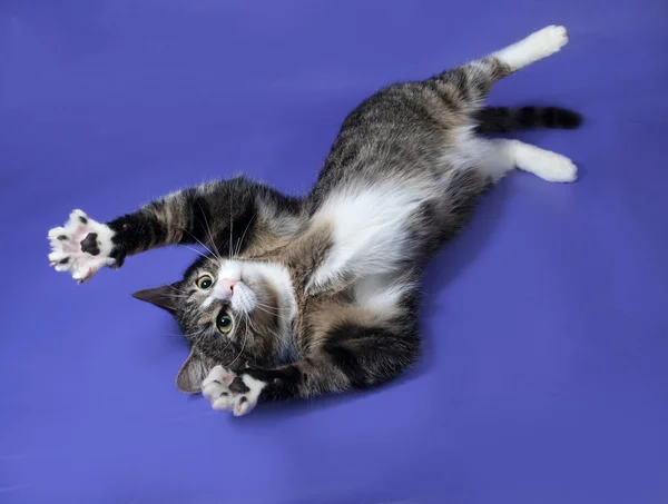 White and striped spotted cat plays on blue — Stock Photo, Image