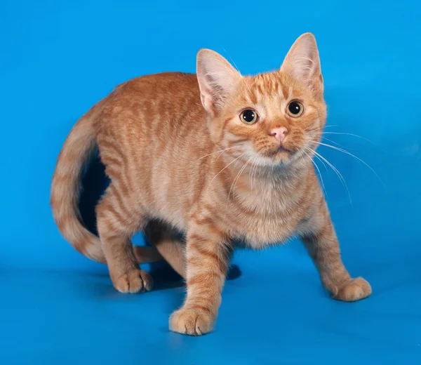 Gatinho de gengibre em pé no azul — Fotografia de Stock