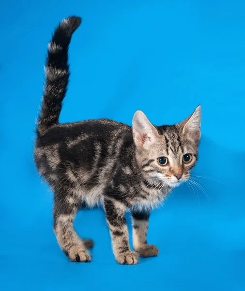 Gatito rayado de pie sobre azul —  Fotos de Stock