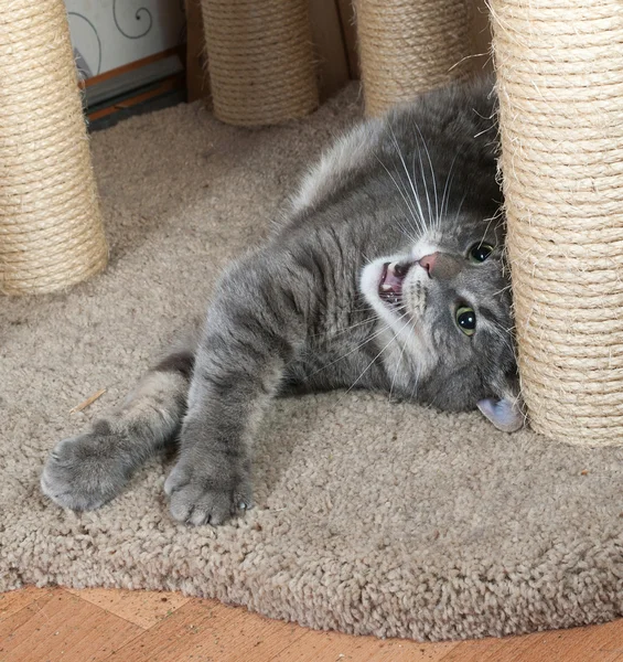 Gestreifte graue Katze liegt auf Kratzpfosten — Stockfoto