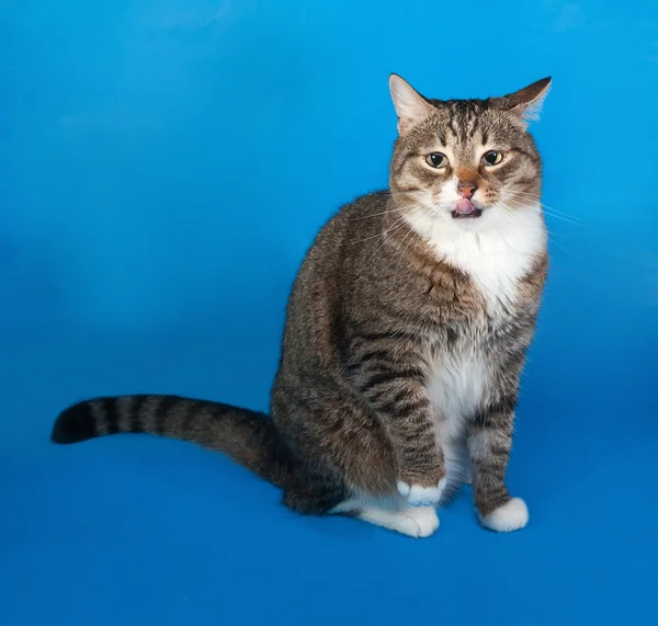 Tabby and white cat with sick eyes sitting and licked on blue — Stock Photo, Image