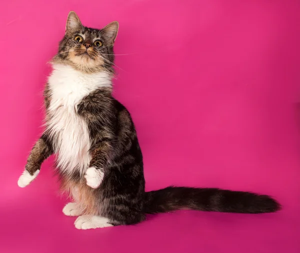 Longhaired tabby and white cat sitting on pink — Stock Photo, Image