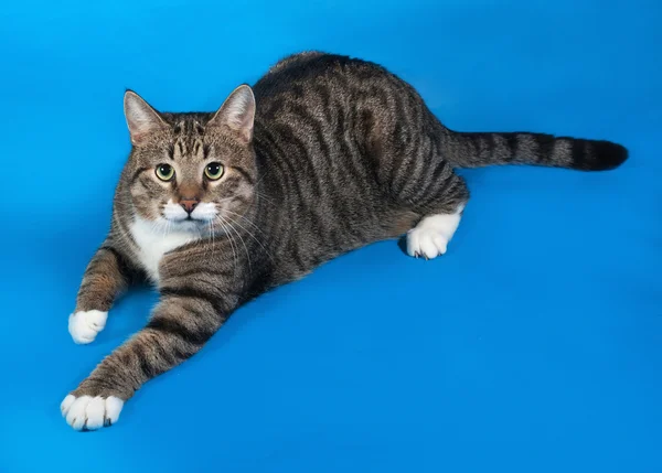 Tekir ve mavi yalan beyaz kedi — Stok fotoğraf