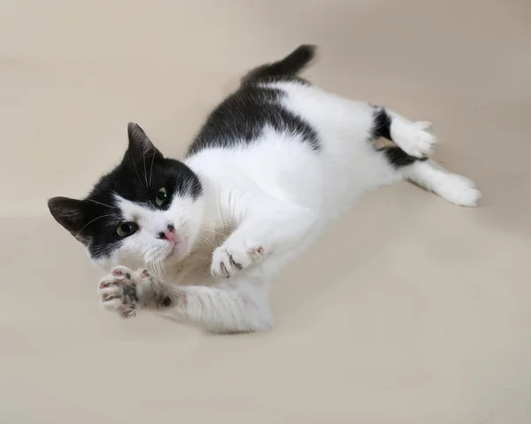 Witte en zwarte kat liggend op grijs — Stockfoto