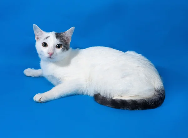 Белый пятнистый кот подросток лежит на голубом — стоковое фото