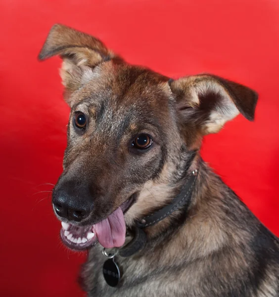 Perro gris con collar en rojo —  Fotos de Stock