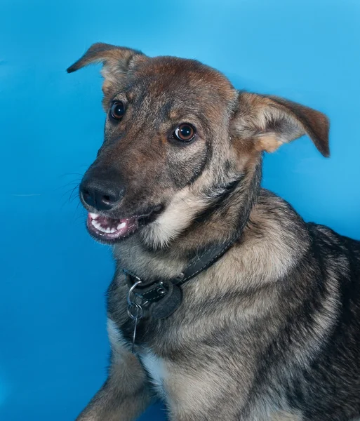 Perro gris con collar en azul —  Fotos de Stock