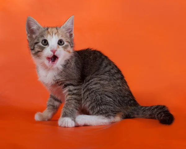 Tricolor rayas gatito sentado y lamiendo en naranja —  Fotos de Stock