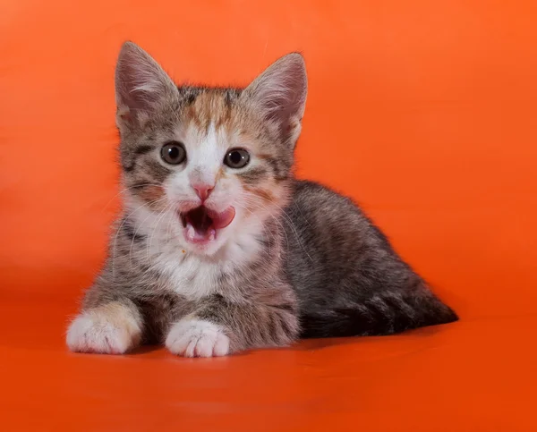 Tricolor randig kattunge lögnaktig och slickade på orange — Stockfoto