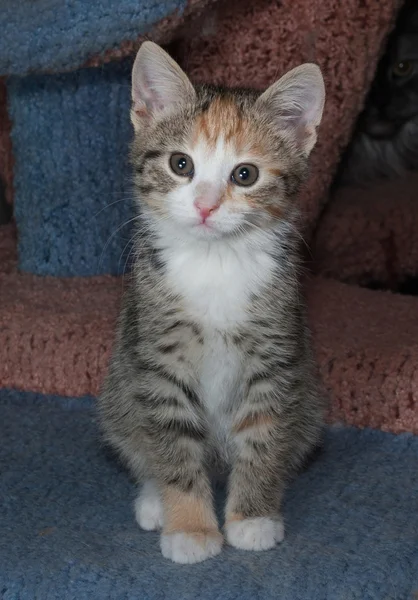 Триколорний смугастий кошеня сидить на подряпинах — стокове фото