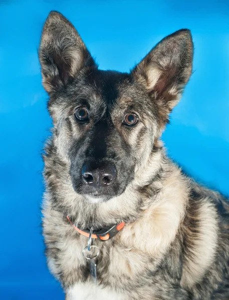 Grauer zotteliger Hund im roten Halsband auf blauem — Stockfoto