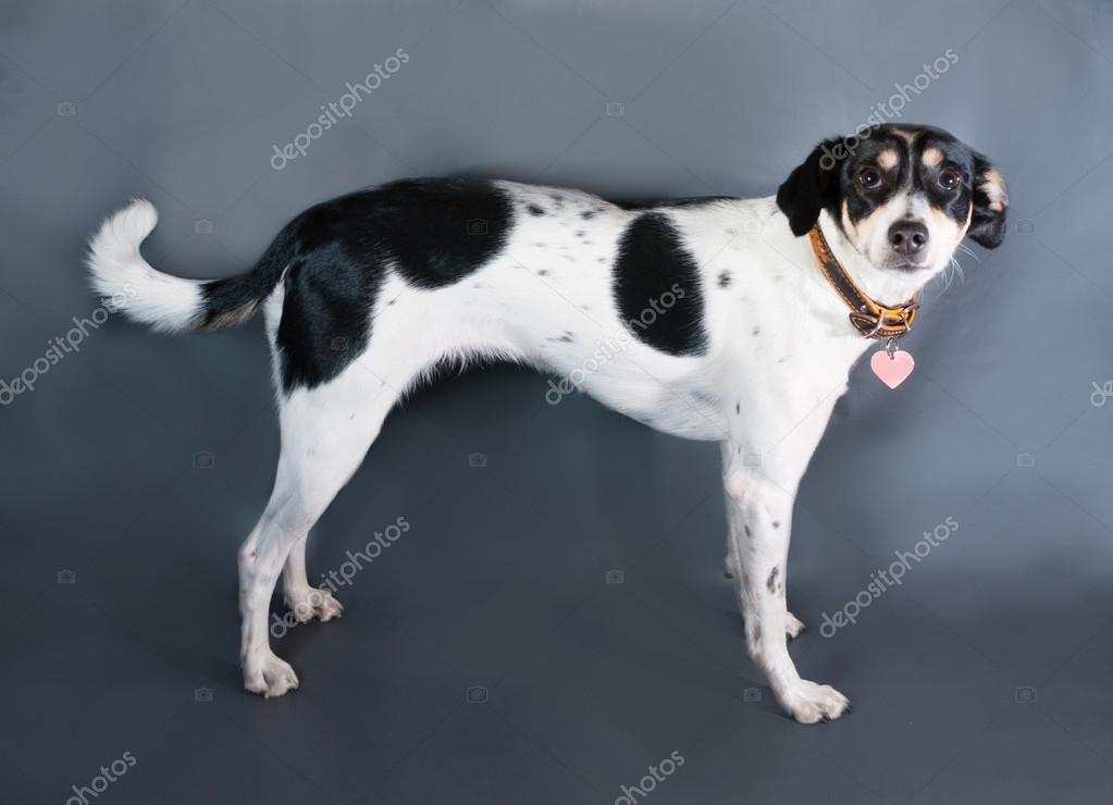 Race Mixte Noir Et Blanc Tacheté Chien Isolé Contre Les