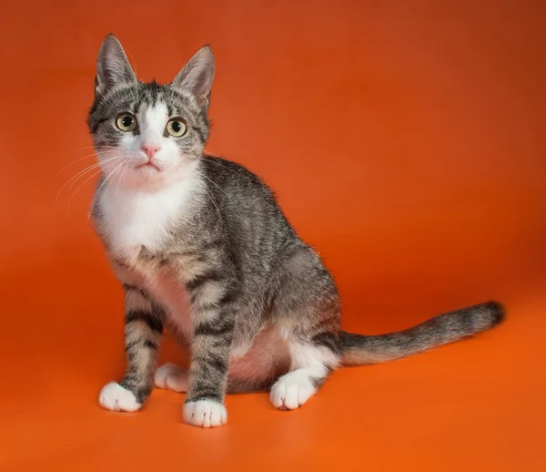 Striped with white kitten sitting on orange — Stock Photo, Image