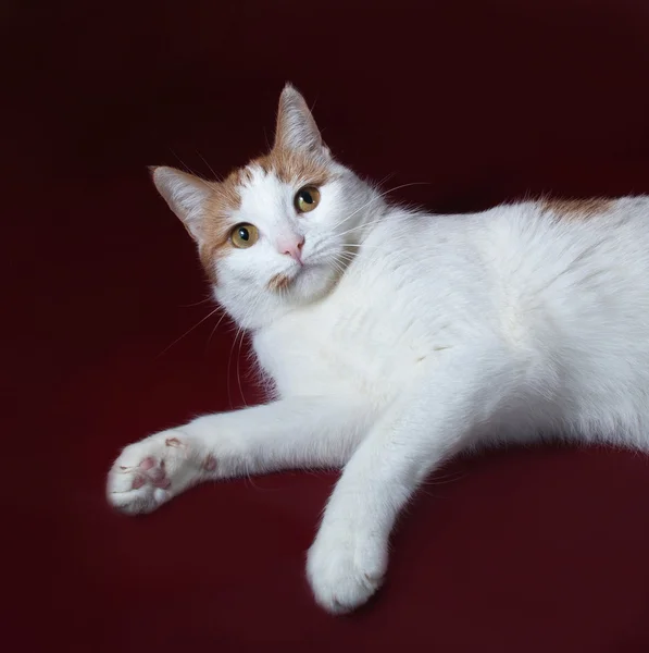 Biały i czerwony kot leżący na burgund — Zdjęcie stockowe