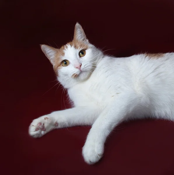 Chat blanc et rouge couché sur bordeaux — Photo