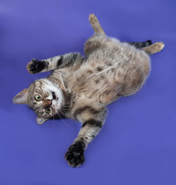 Thick striped cat lying on her back on blue