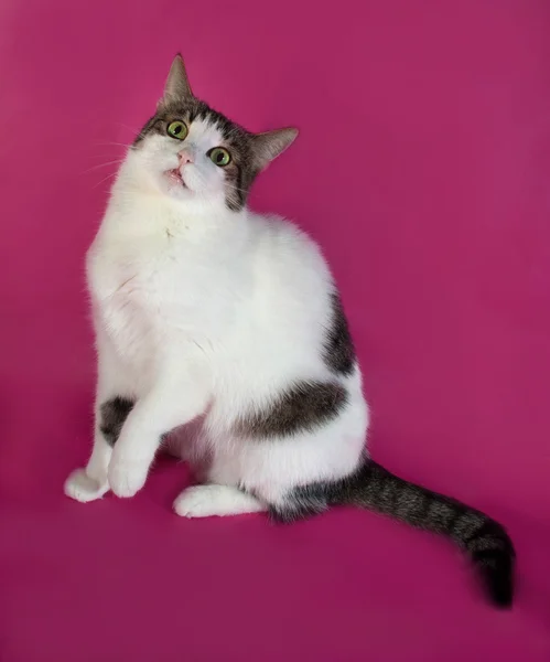 Vit med fläckar fett katt spelar på pink — Stockfoto