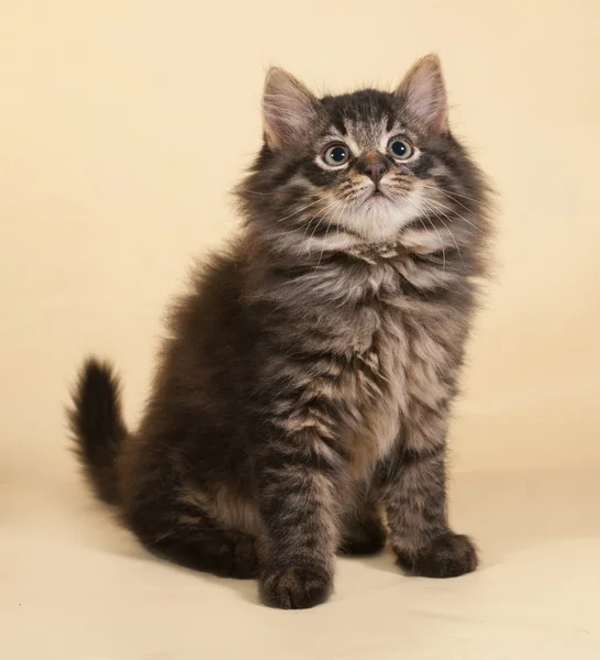 Fluffy small striped kitten sitting on yellow — Stock Photo, Image