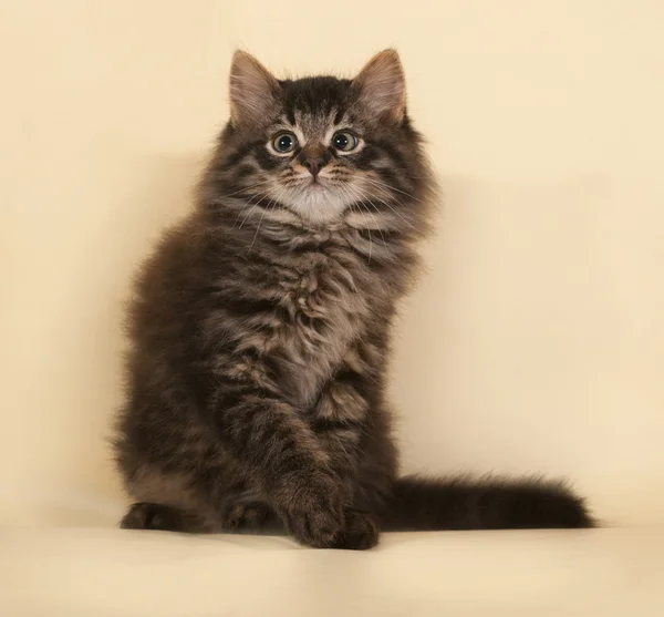 Fluffy small striped kitten sitting on yellow — Stock Photo, Image