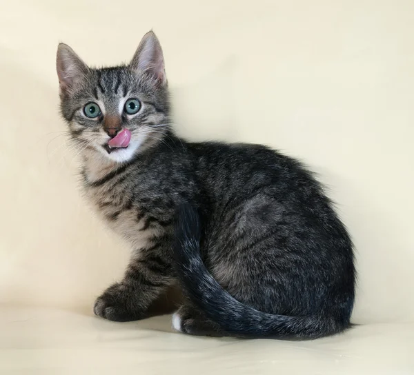 Tabby and white kitten sitting and licking on yellow — Stock Photo, Image