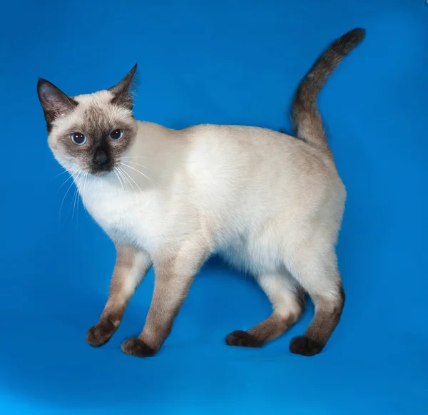 Thailändische Katze mit blauen Augen steht auf blau — Stockfoto