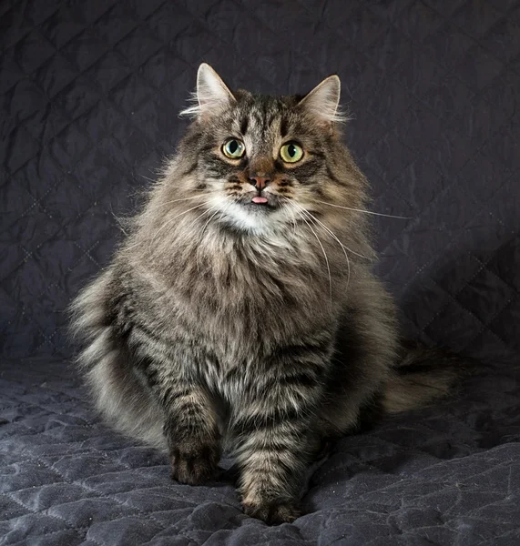 Пушистый сибирский табби-кот сидит на одеяле — стоковое фото