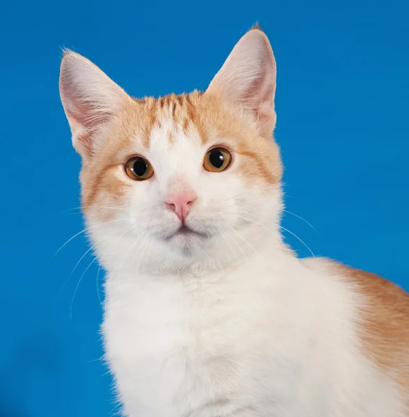 White and red kitten on blue — Stock Photo, Image