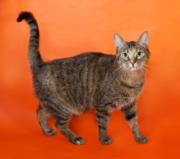 Gatto a strisce tricolore in piedi su arancione — Foto Stock