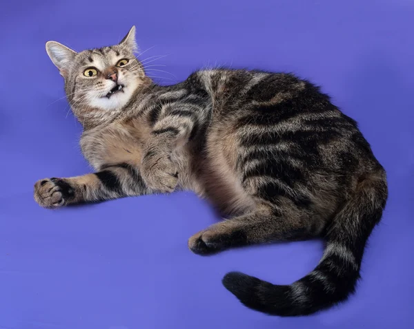 Tabby cat lying on lilac — Stock Photo, Image