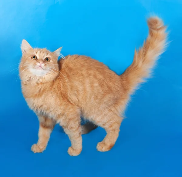 Gattino rosso soffice in piedi su blu — Foto Stock
