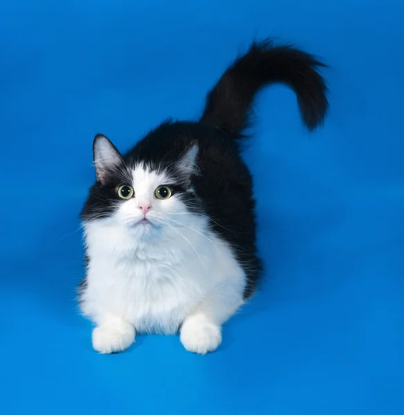 Thick fluffy black and white cat lying on blue — Stock Photo, Image