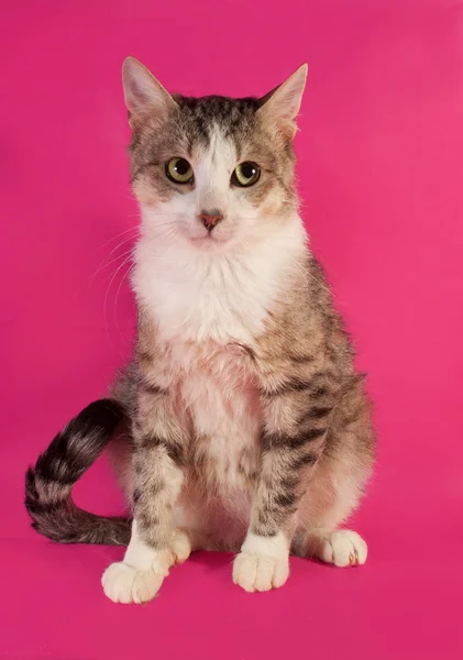 White and gray cat standing on hind legs on pink — Stock Photo, Image