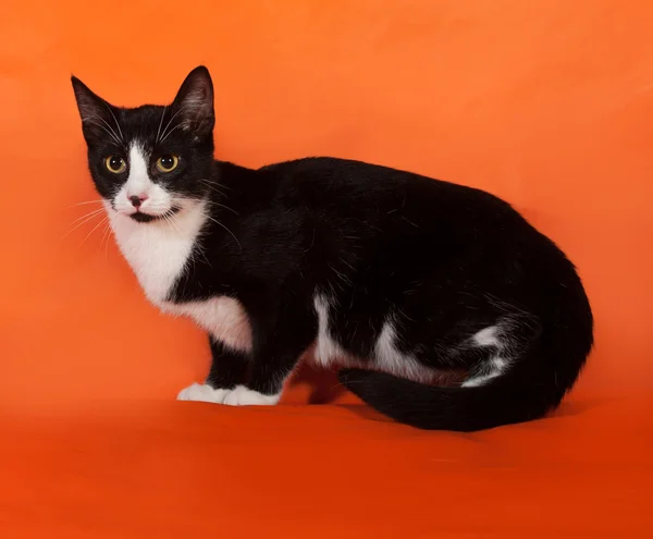 Schwarz-weißes Kätzchen steht auf orange — Stockfoto