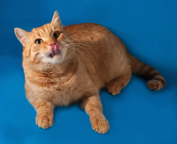 Ginger mourovatá kočka leží na modré — Stock fotografie