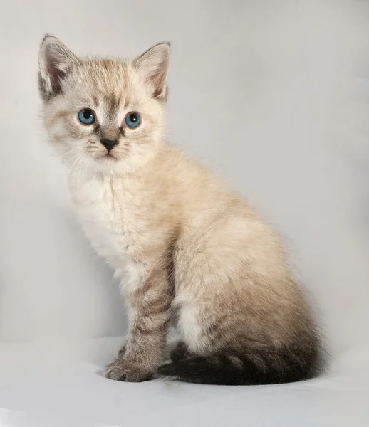 Seal punkt kattunge med blå ögon sitter på grå — Stockfoto