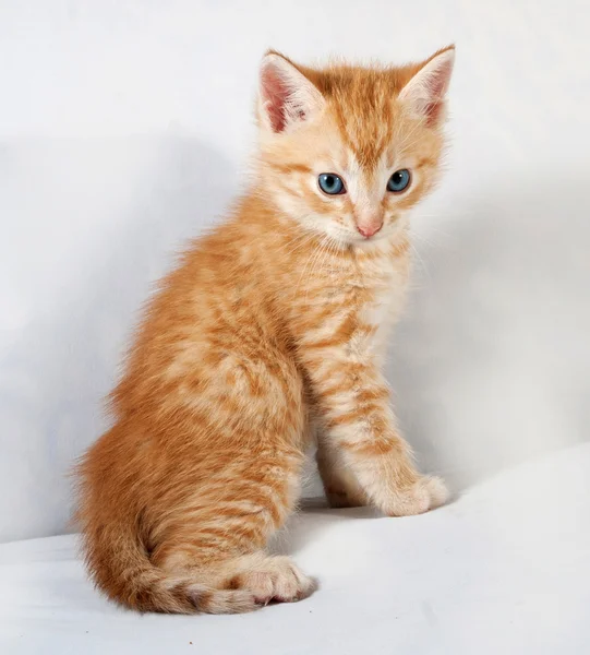 Rode pluizig kitten zittend op grijs — Stockfoto