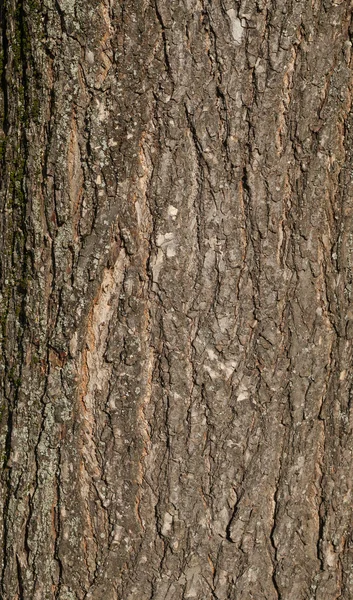 Textura de corteza de árbol vieja cubierta con musgo verde — Foto de Stock