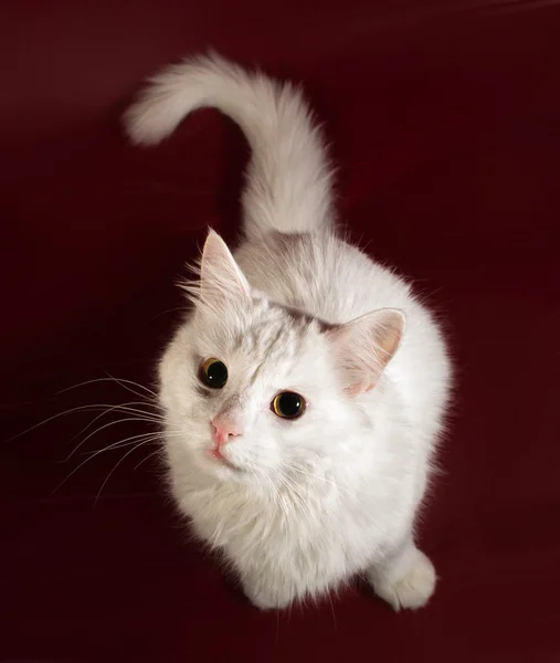 Witte pluizige kat, zittend op Bourgondië — Stockfoto